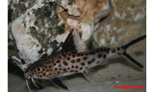 Synodontis multpunktatus